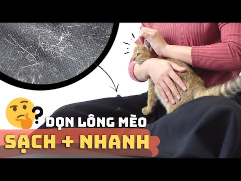 Video Cách Lấy LÔNG MÈO Ra Khỏi Quần Áo ????✅ | Sạch + Nhanh +... - youtube