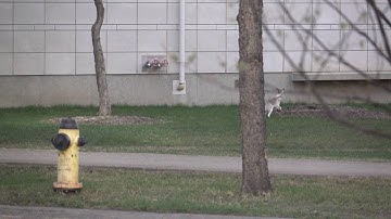 Hare running in slow motion - Sony RX10-ii at 250fps