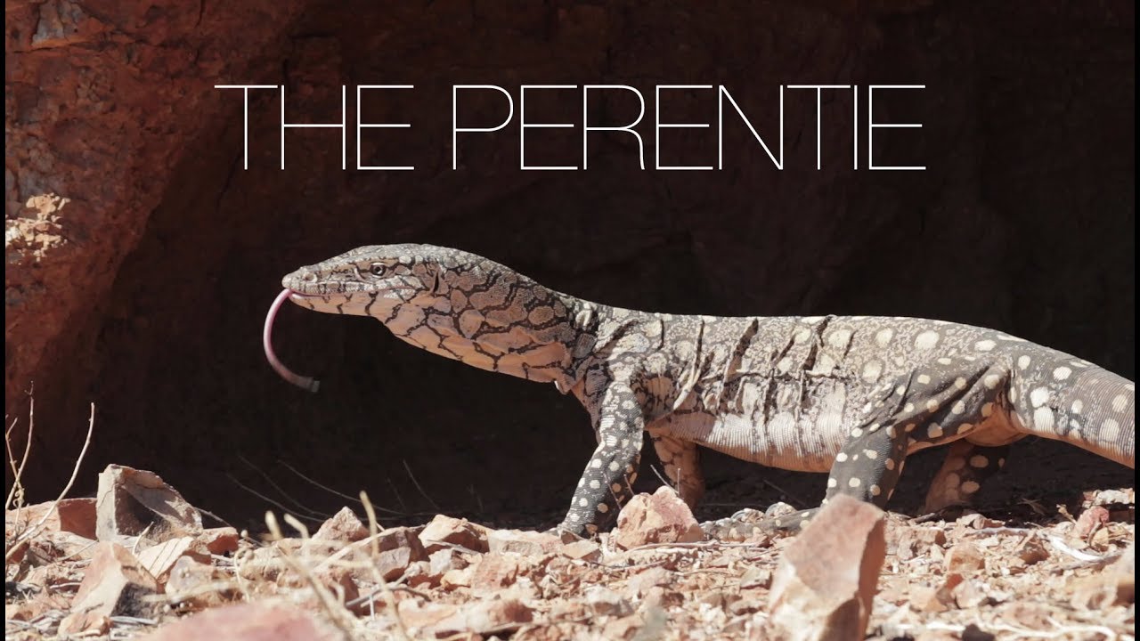 The Perentie Australia s Largest Lizard YouTube The Perentie Australia s Largest Lizard YouTube