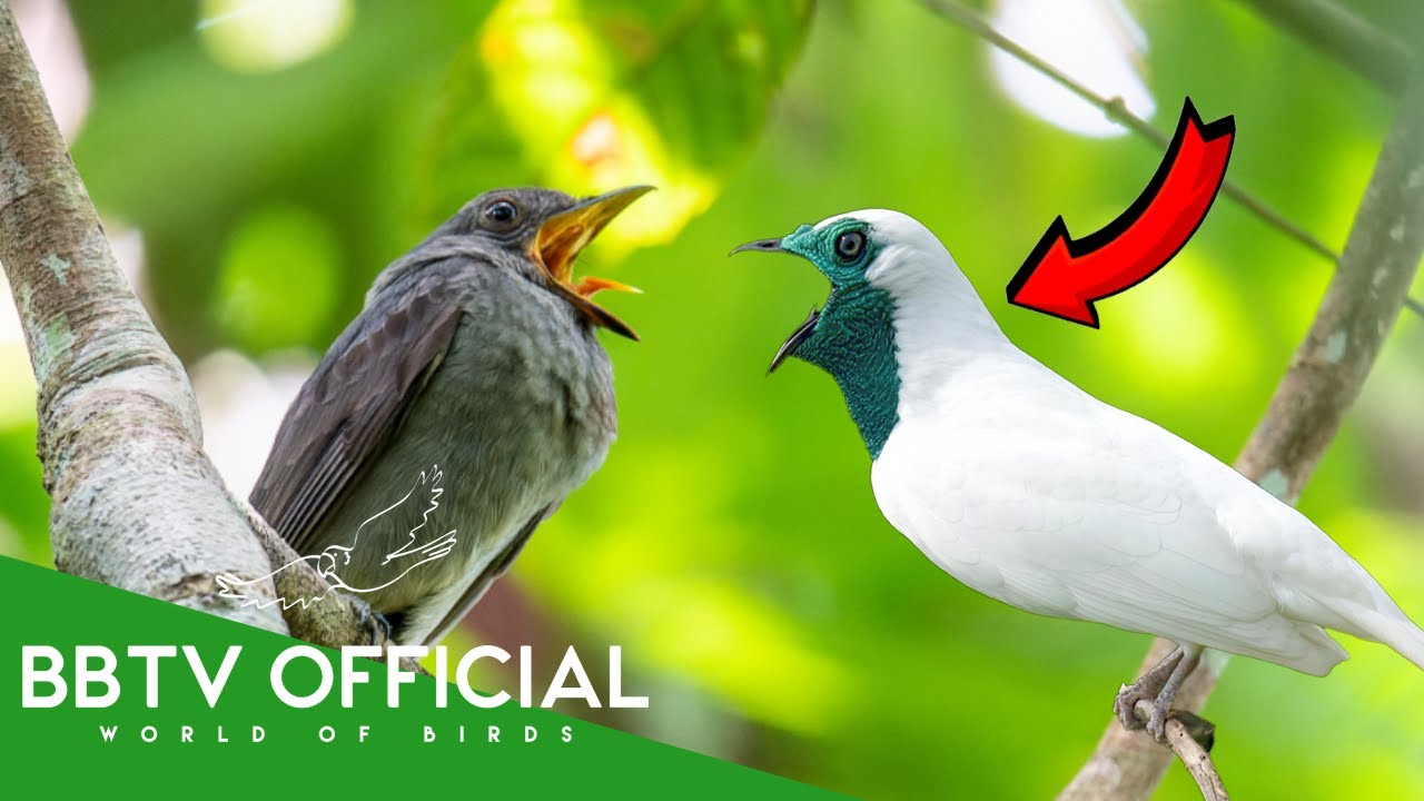 20 Most Beautiful Bird Songs of Brazil | BBTV Official