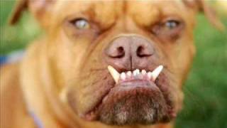 Worlds ugliest dog of 2009