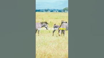 Zebra Secrets Unveiled! 🦓✨