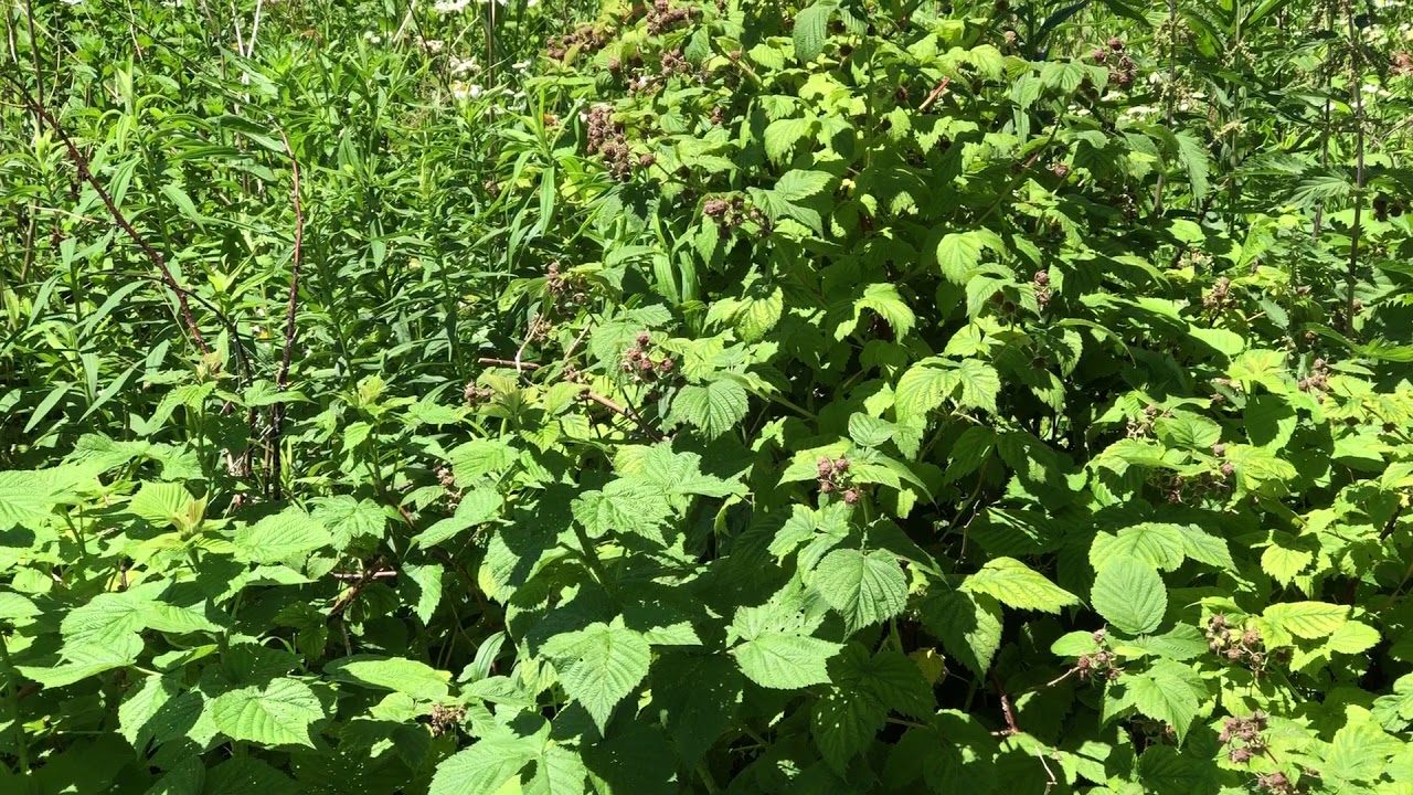 Underipe Raspberries Unripe raspberries on the bush - YouTube