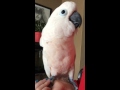 Gotcha the Cockatoo is very upset that Grandpa Steve left!