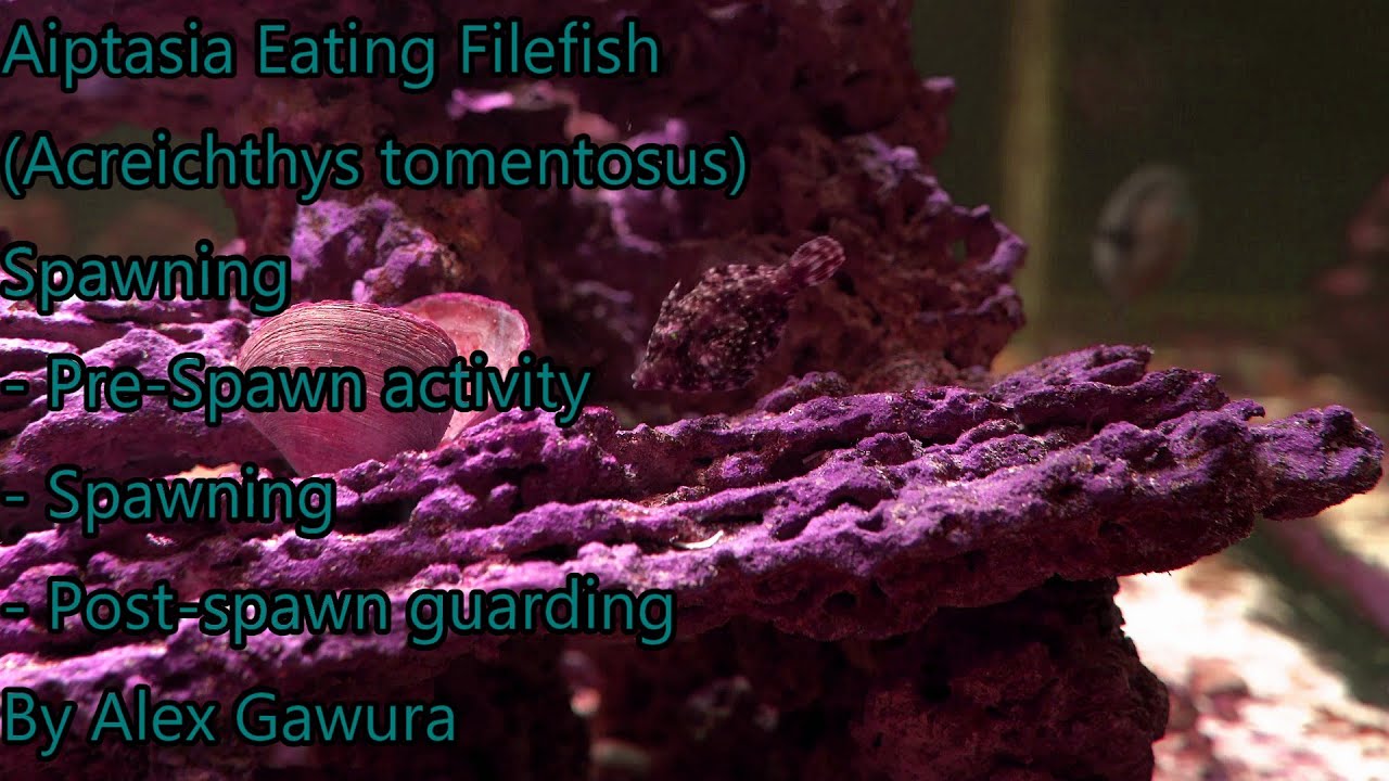 Aiptasia Eating Filefish (Acreichthys tomentosus) Spawning - YouTube