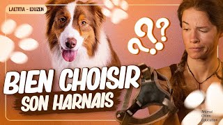 Quel harnais choisir pour son chien ? | Laetitia Gonnon  Eduzen