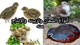 تربية طائر السمان❤أنواع طائر السمان 2020