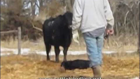 Tagging Claves Low Stress Part 1: Stockmanship & Cattle Handling