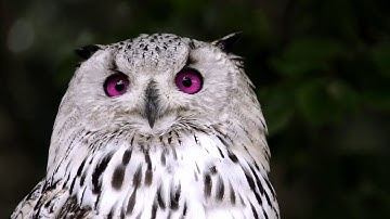 Learning Davinci Resolve 16 - Eye Color Change - Assignement 9