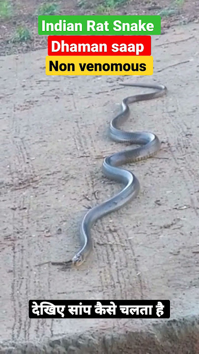 देखिए सांप कैसे चलता है indian rat snake | dhaman saap #shorts
