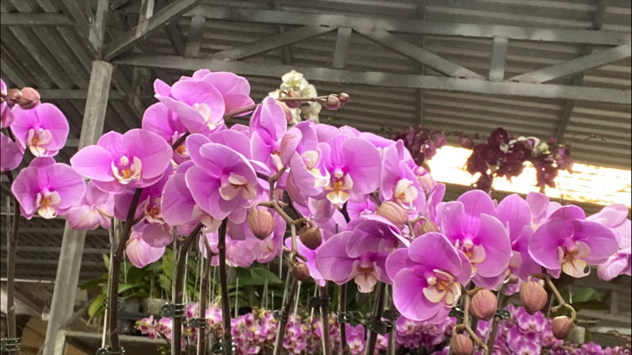 DENDRO XUÂN, TRẦM TÍM, YAYA, PENSODA,....❤️☎️0903177978