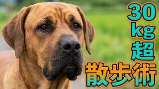 【大型犬】30Kgオーバーの犬の散歩オススメトレーニング 土佐犬とっさんとやってみた