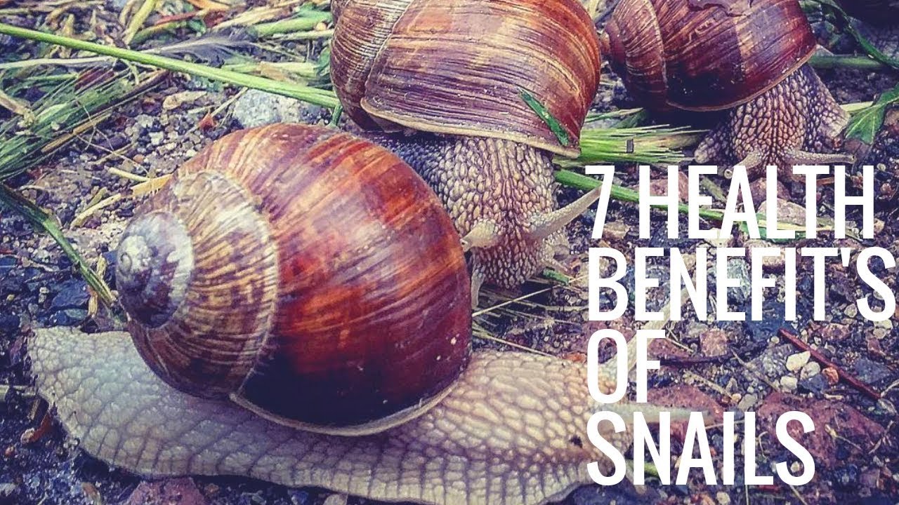 7 BENEFITS OF SNAIL AND IT'S "WATER"!!!!! YouTube