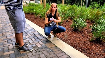 Bird Window Collision Study