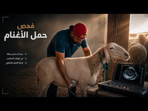 بداية بناء المستودع الجديد... وفحص النعاج بالإيكو!
