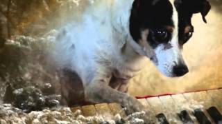 CUFF.Docs 2015 - Heart of a Dog Trailer