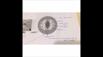 CHAPTER 2: THE HUMAN RESPIRATORY SYSTEM PART 5 FORM 3 SCIENCE