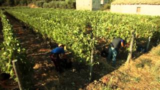 Planeta - Vineyards and Wines of Etna