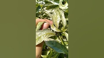 Capture video by Nokia 5.3, i really love it. Just try 🌺🥰