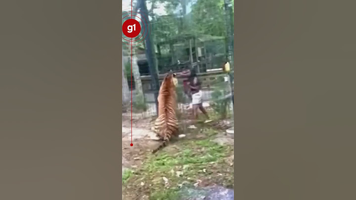 Mulher 'invade' jaula de tigre e brinca com animal em zoológico nos EUA #g1 #notícias