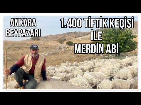 1.400 TİFTİK KEÇİ 64 TEKESİ İLE ÇOBAN MERDİN ABİ