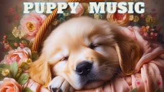 1 HOUR of Deep Sleep Anti Separation anxiety Dog Music💖Calming Dog Music🎵stressed dog🐶OLLIE