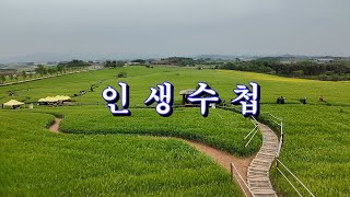 인생수첩 /금잔디 /고창학원농장/청보리밭