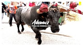 TORO DE CUERDA CV ▪ TEMPORADA 2024 | Episodio 1 ▶ Ademuz by TOROS EN ESPAÑA TV 4,085 views 1 month ago 9 minutes, 52 seconds