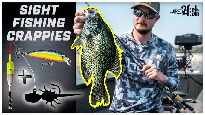Spybait Crappies  New Lure Trends That Work‼️ 