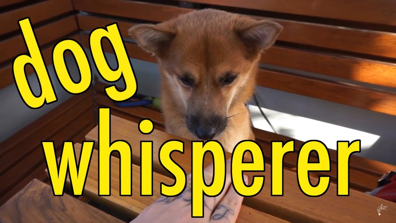 Dog Whisperer YouTube