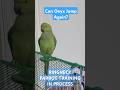 Onix's Epic Jump! Sneak Peek to Indian Ringneck Parrot Training Process | Full Link in Description
