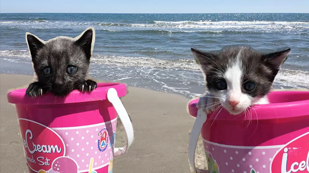Vamos pa la playa con mis gatos graciosos - Los mejores videos de gatitos  chistosos 3 - YouTube