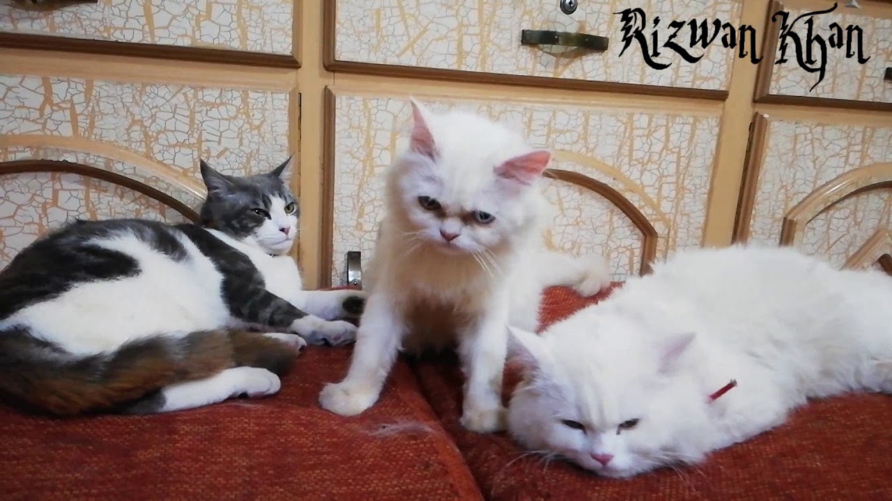 rizwan khan chemistry Adorable cats collection.