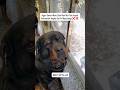Don’t Buy a Rottweiler Dog ! #shorts #dogs #rottweiler #youtubeshorts #namitaology #trending #trend