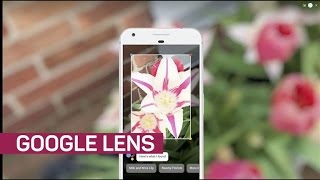 Google Lens is smart enough to identify flower species