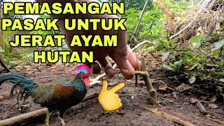 Download Lagu Pasang jerat ayam hutan dengan mudah//Pakai cara ini dijamin dapat MP3