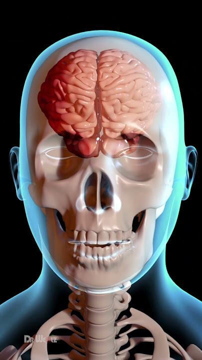 How Does a Concussion Affect Your Brain