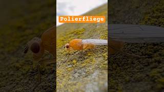 Polierfliege -  vermutlich Sapromyza apicalis