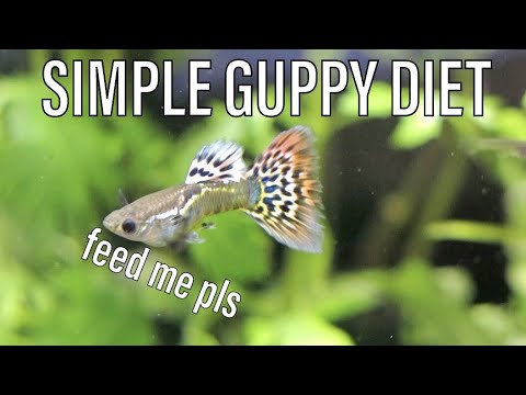 Video: Jedí guppies řasy?