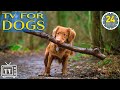 24 hours of best fun  relaxing tv for dogs prevent boredom  anxiety with music for dogs new