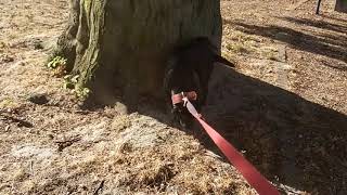 Moscow Watchdog - Introducing Russias Icecold Crimefighter Dog Breed Patterdale Estacado