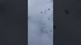 8x Zink 901,,902 !! Signalraketen🔥🔥🧨 #Zink #rocket #fireworks #feuerwerk #ytshorts #yt #subscribe