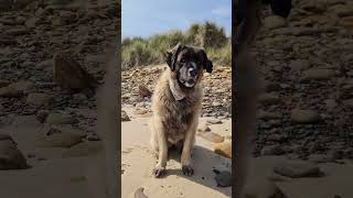 HELLO LET ME SPEAK ABOUT A FEW THING I LIKE #dog #beachdog #leonberger #beach #amazingdogs