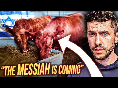Red Heifer's FINALLY Arrived in ISRAEL & It's Almost Time... @TheIsraelGuys