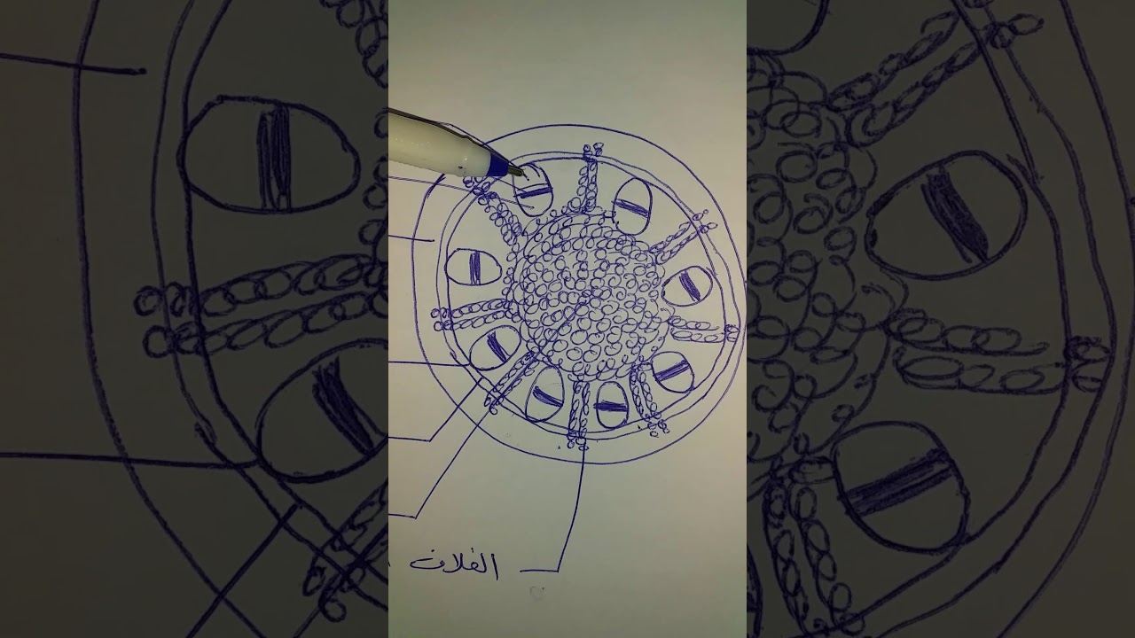 التركيب التشريحي لساق ذوات الفلقتين