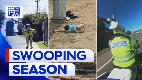 Dozens of magpie incidents recorded weekly in Queensland | 9 News Australia
