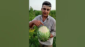 چطور تشخیص بدیم هندوانه رسیده و شیرین است 
