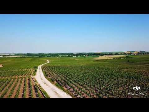 Champagne COLIN’s vineyard film names the Côte des Blancs and Vertus directly, making it the clearest agricultural companion in this set. Its subject complements the article’s account of winegrowing as part of local life, rather than as a decorative backdrop. Viewers planning a cellar visit should contact a producer directly; the film itself does not establish current appointment availability.