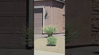 Stephen Paddock House