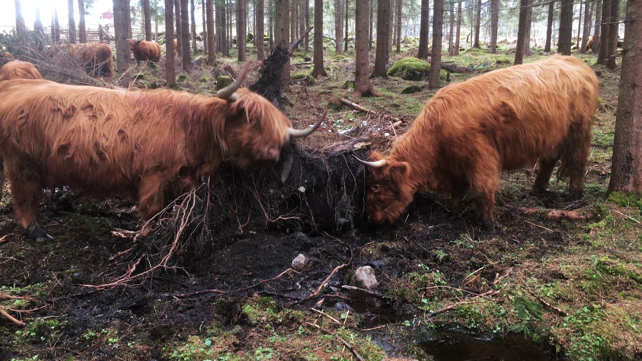 Scottish Highland Cattle In Finland Fallen spruce is delicious and